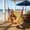 indoor outdoor hammock swing Under $5 a6, variant on Fufafayo Hanging Rope Hammock Chair for Outdoor Indoor, Swinging Couch Bedroom Patio Balcony, Cotton Cloth Macrame Swing Seat for Living Room, Heavy Duty Fabric Hammock Swing for Relaxing Reading