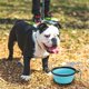thumbnail image 3 of Large Collapsible Dog Bowls, Portable Foldable Travel Water Bowl Food Dishes with Carabiner Clip for Traveling, Hiking, Walking, (light blue) ﻿, 3 of 5