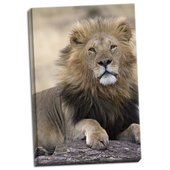 Gango Home Decor Africa's King by Susann Parker (Ready to Hang); One 24x36in Hand-Stretched Canvas