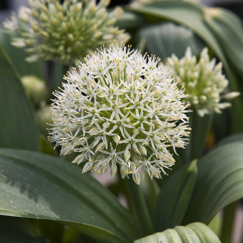 Holland Bulb Farms Allium - Thumbnail 5