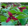 thumbnail image 2 of Red Trillium - Wake Robin - Trillium erectum - Wildflower - 2 Top Size Roots, 2 of 4