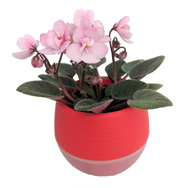 Miniature African Violet in 3" Red SelfWatering Pot