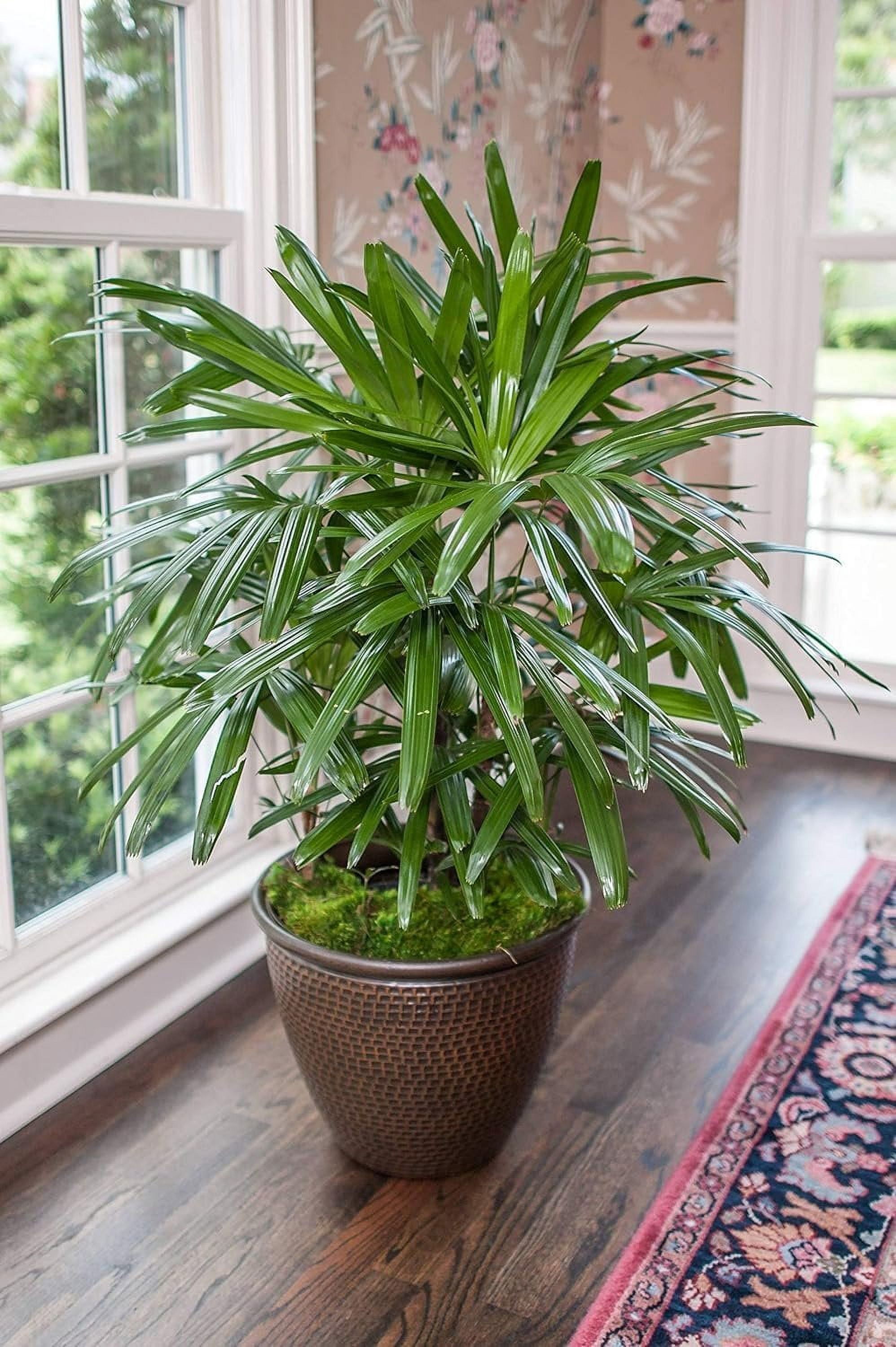 Lady Palm - 2 Live Starter Plants in 2 Inch Pots - Rhapis Excelsa - Beautiful Clean Air Indoor Outdoor Houseplant