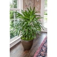 thumbnail image 3 of Lady Palm - 2 Live Starter Plants in 2 Inch Pots - Rhapis Excelsa - Beautiful Clean Air Indoor Outdoor Houseplant, 3 of 5