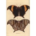 thumbnail image 2 of Caerois Chorinaeus Butterfly Poster Print By ® Florilegius Mary Evans (24 X 36), 2 of 4