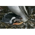 thumbnail image 2 of Morris, Arthur 24x17 White Modern Wood Framed Museum Art Print Titled - South Georgia Isl, Gold Bay Gentoo penguin chick, 2 of 4