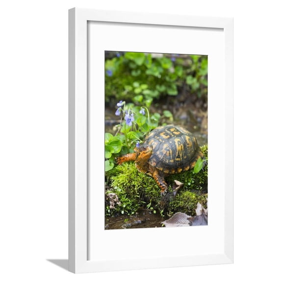 Colorful Male Eastern Box Turtle Terrapene Carolina Carolina Framed Print Wall Art by Lynn M. Stone Sold by Art.Com