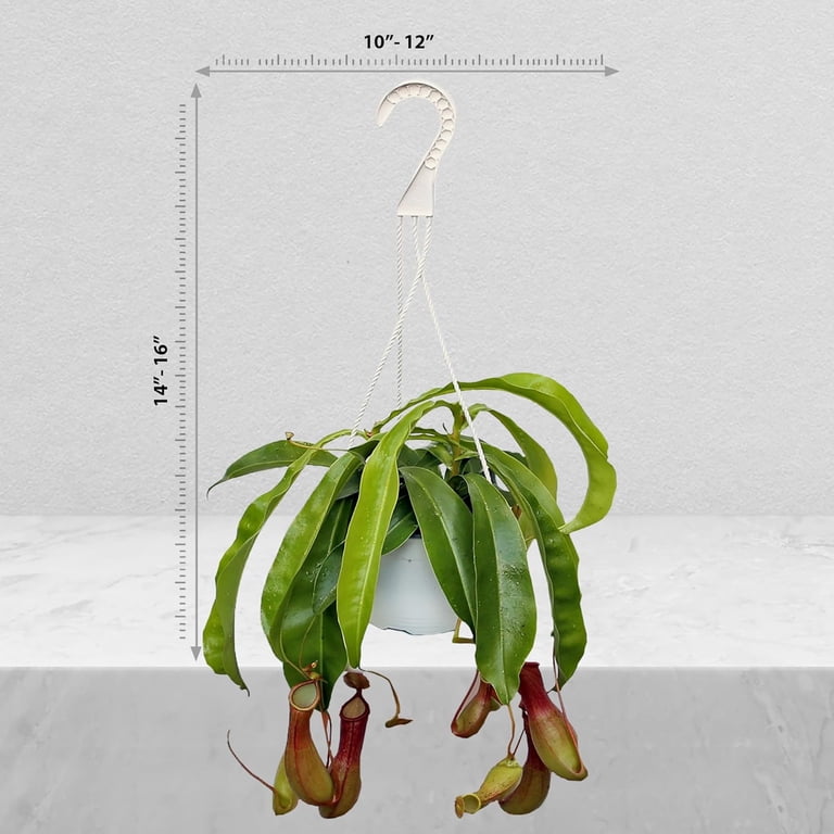 Live Pitcher Plant, Nepenthes Houseplant, Monkey Cup, Unusual Rare Plant,  Office Gift, Housewarming Gift, Fully Rooted Indoor Plant, Grandma Gift, ...