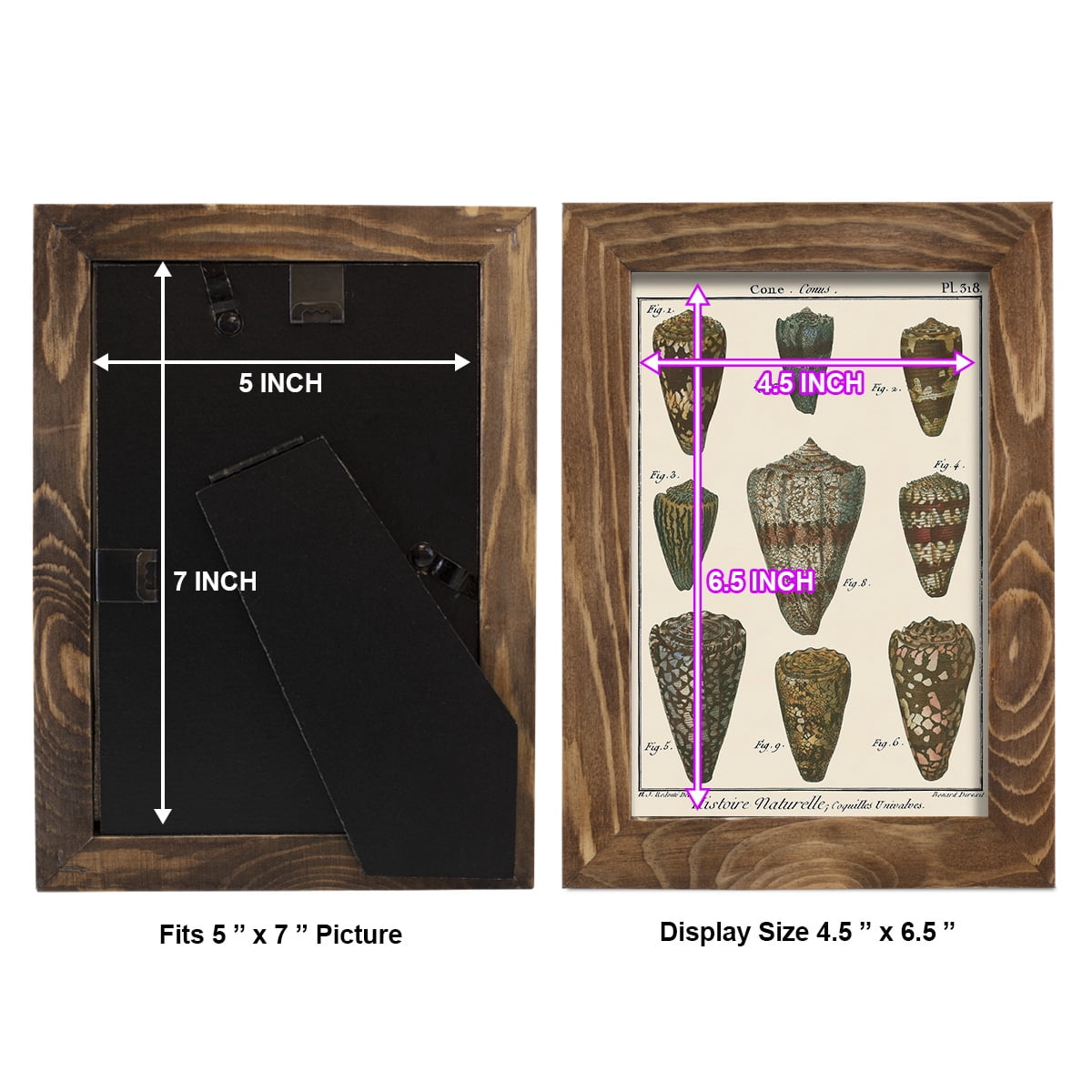 Cone Shell pl. 318 -Framed Print w/glass-Walnut
