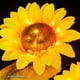 thumbnail image 2 of Lámpara solar para césped de girasol IP44 Flor Enchufe de tierra Luz 600mAh Decoración de jardín Wdftyju Para estrenar, 2 of 3