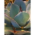 thumbnail image 3 of Tenoever, William 12x14 Black Modern Framed Museum Art Print Titled - Mescal Agave A, 3 of 5