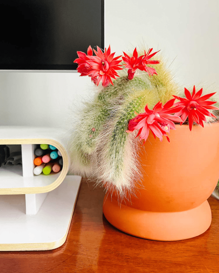 Monkey Tail Cactus Live Plants for Hanging Basket, Trailing Monkeys Tail Indoor Outdoor in 2 Inch Pot