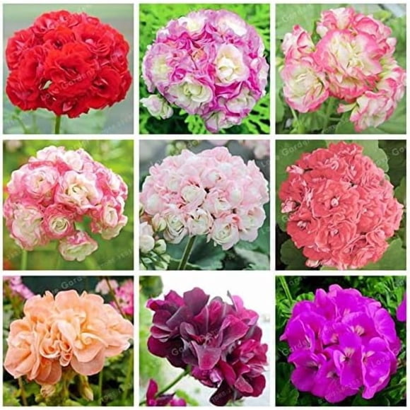 GSDWIUEW Rare Geranium Bonsai Apple Blossom Rosebud Pelargonium Hortorum Perennial Flower Hardy Plant Bonsai Potted Plant 20 Pcs-(Color Mix)