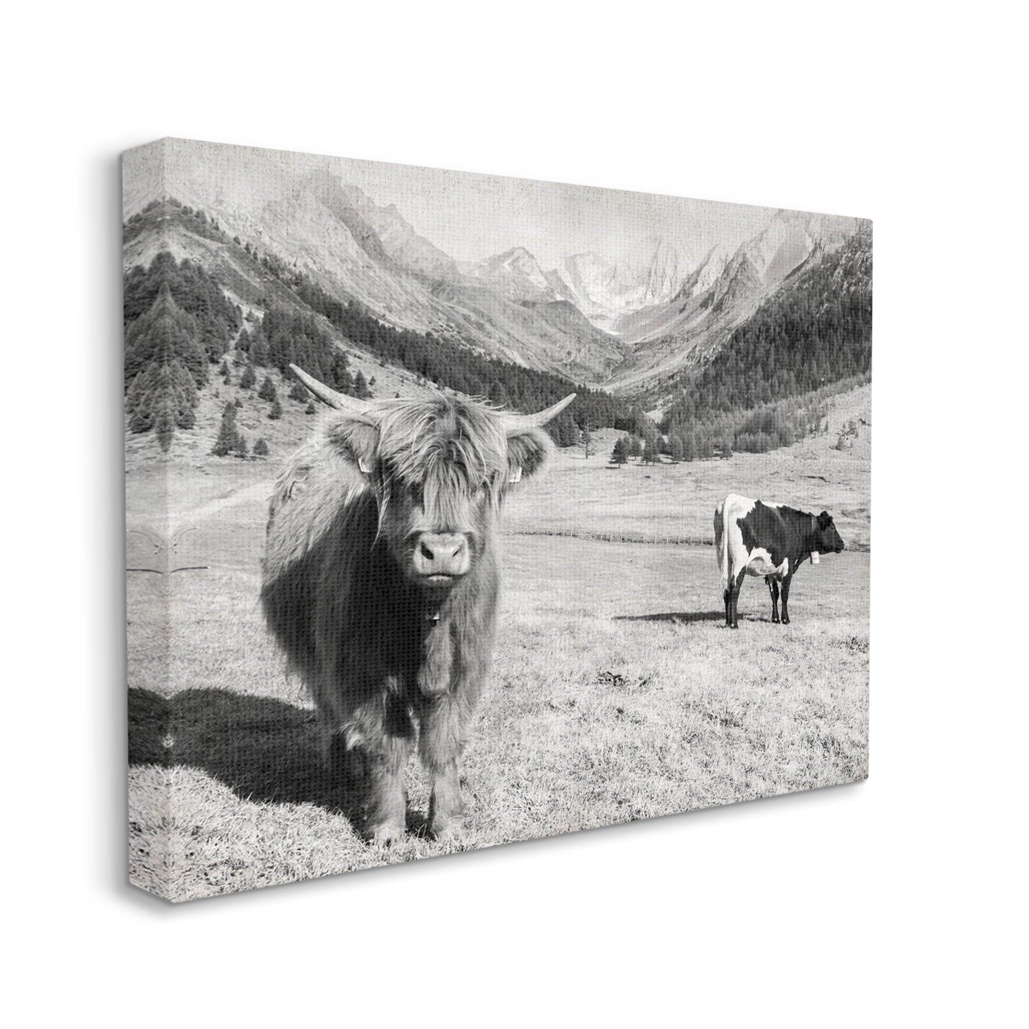 Stupell Industries Curious Ox Clueless Cow Sublime Farm Plains,48 x 36, Design by Danita Delimont