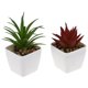 thumbnail image 4 of GOOHOCHY 2 piezas de plantas suculentas artificiales, plantas falsas de escritorio, bonsáis pequeños, bonsáis decorativos., 4 of 7