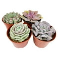 thumbnail image 3 of Echeveria Succulent Pack, Beautiful Rosette Succulents - 10 Succulents, 3 of 3