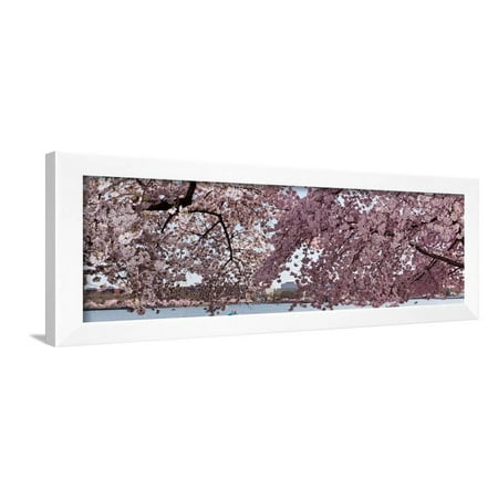 Cherry Blossom Trees in Bloom at the National Mall, Washington Dc, USA Framed Print Wall