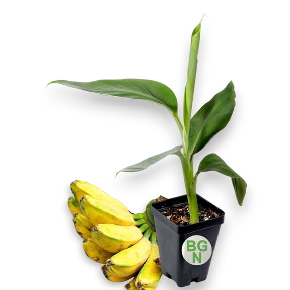 California Gold Banana Plant - Super Cold Hardy Banana - Live Plant