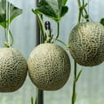 thumbnail image 4 of Raindrops 50Ud Gancho Para Colgar Melones Negro Resistente Para Cultivo En Jardín Y Plantación Exterior, 4 of 8