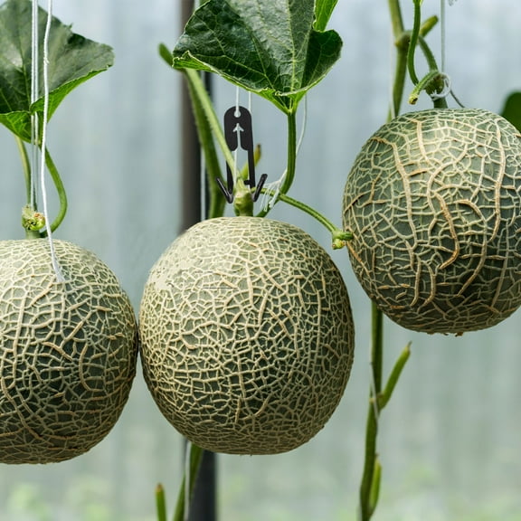 HOMEMAXS 50pcs Hanging Hook Bracket For Cantaloupe Garden Trellis For Climbing Plants Heavy Duty Hooks For Hanging Metal Trellis For Outdoor Plants