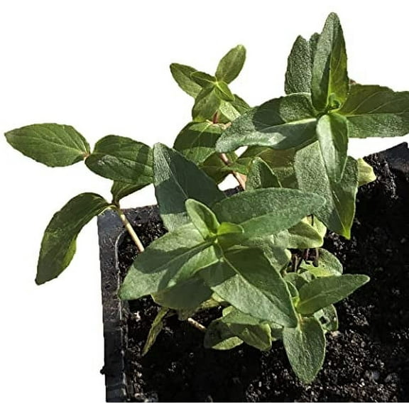 Live Mountain Mint Plant (Pycnanthemum muticum) in 2.5 inch pot - Short toothed mountain mint, North American native plant