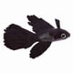 thumbnail image 5 of Betta Rojo, Adorno de Silicona para Pecera de Alta Simulació, Aumma la Vitalidad del Acuario Con Corriente de Agua para Agua Dulce y Salada, 5 of 7