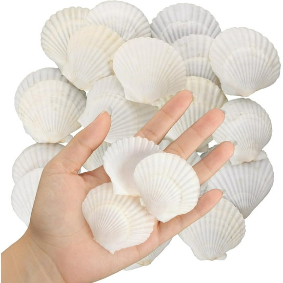 Gvhntk 10PCS Large Scallop Shells for Crafts 4''-5'' White Sea Natural Shells for Baking Cooking Shells Serving Food DIY Painting Beaching for Wedding Beach Decoration Shells Bulk (40, 1.4''-2.4'')