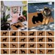 thumbnail image 4 of Felpudo de bienvenida para interiores y exteriores de MONEPIRED, antideslizante, divertido, para perro, decorativo, para baño, de bienvenida, de fibra de coco, para exteriores, grandes ofertas, 4 of 7