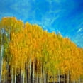 thumbnail image 2 of Bolokofsky, Ronald 15x15 Black Ornate Wood Framed with Double Matting Museum Art Print Titled - Aspens In Autumn, 2 of 4