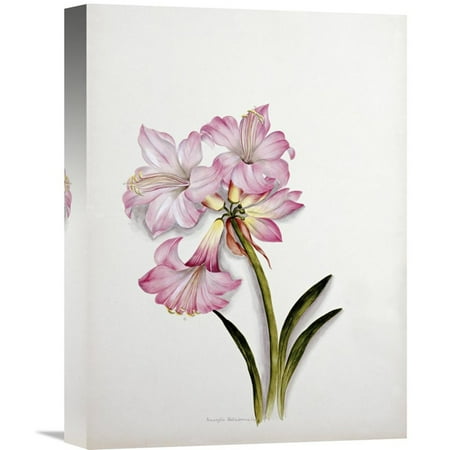 Belladonna Two Light - Global Gallery Amaryllis Belladonna Wall Art