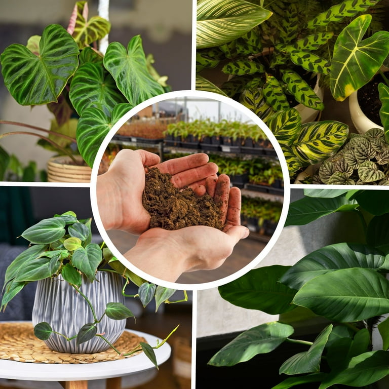 maranta prayer plant Maranta Leuconeura main image 1