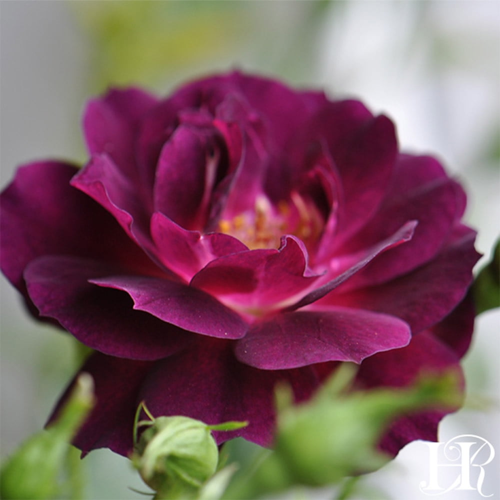 Wild Rose/Half Past Midnight メロハー Wild Rose/Half Past Midnight メロハー Wild Rose/Half Past