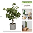 thumbnail image 6 of Vintage Home Artificial Faux Tung Tree 30" High Fake Plant Real Touch for Indoor/Outdoor Home and Office Accent Décor with Eco Planter, 6 of 6