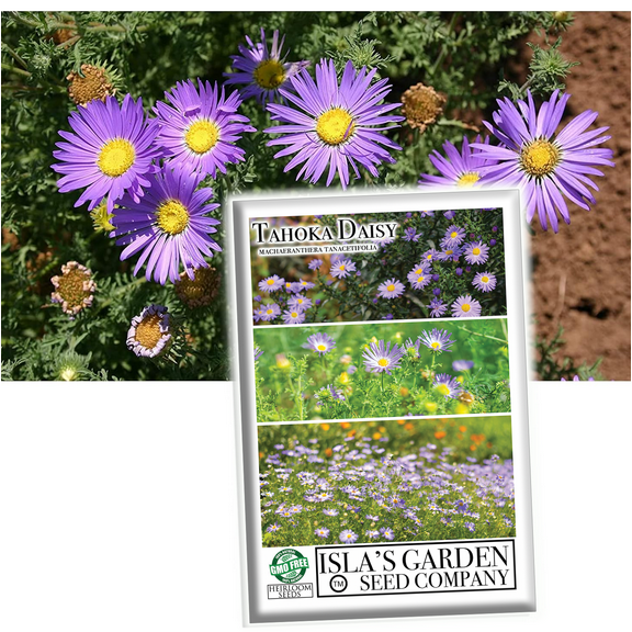 Tahoka Daisy (Tansy Aster) Flower Seeds - 1000  Non-GMO Heirloom Seeds, Machaeranthera tanacetifolia, (Isla's Garden Seeds), Ideal for Home Gardens & Gifts