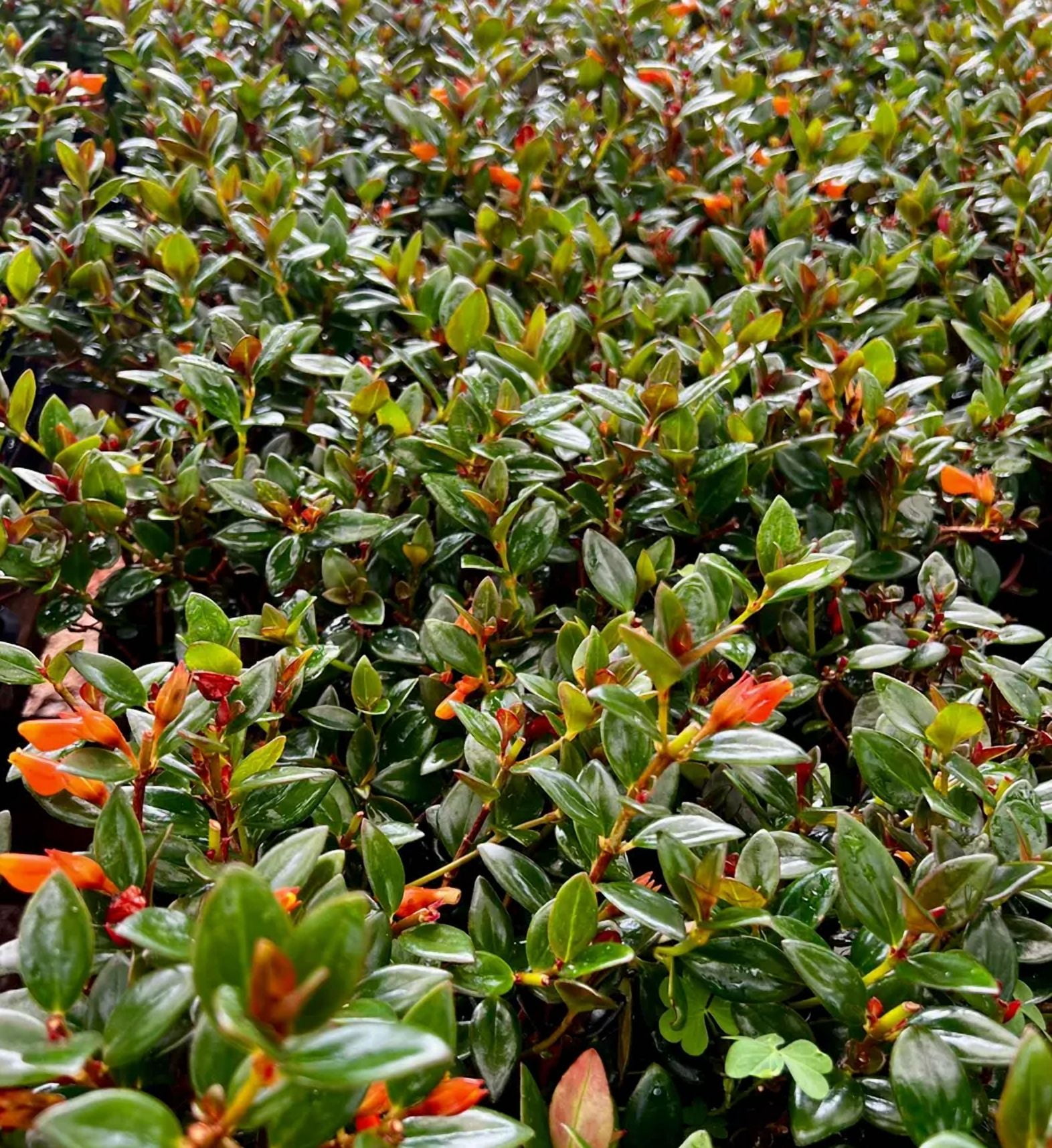 Goldfish Plant Live for Planting - Columnea Nematanthus Plant - Clog Plant for Indoor Outdoor in 4 Inch Pot