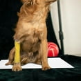 thumbnail image 4 of Moluckfu 50Ud Almohadillas De Entrenamiento Para Perros Y Con Absorbente Gruesa, 4 of 8