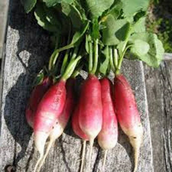 Radish Seed, French Breakfast Radish, Heirloom, Non GMO, 500 Seeds, Radishes, A Taste Delight