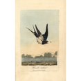thumbnail image 2 of Chimney Swallow, Barn Swallow, Hirundo Rustica Poster Print By ® Florilegius Mary Evans (24 X 36), 2 of 4