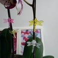 thumbnail image 1 of Clips de vid de flores, 30 unidades de clips de orquídeas de libélula y orquídeas, clips de soporte para plantas de jardín optimizados para la excelencia, 1 of 6
