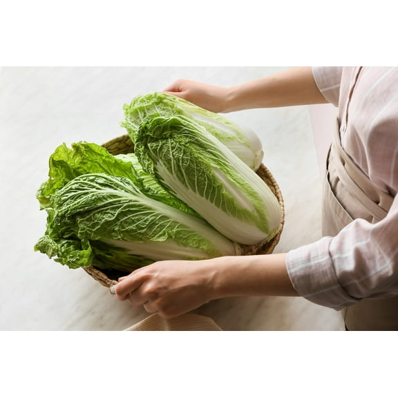 500 Seeds MICHIHILI CABBAGE Chinese Bok Choy Pak Choi Celery Mustard Chard Brassica Vegetable Seeds