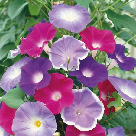 Eden Brothers Morning Glory Seeds - Early Call Mix, Non-GMO Seeds for Planting, Packet | Low-Maintenance Flower Seeds, Plant During Summer, Zones 1, 2, 3, 4, 5, 6, 7, 8, 9, 10