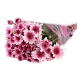 thumbnail image 1 of Bouquet Margarita con 10 tallos, 1 of 4