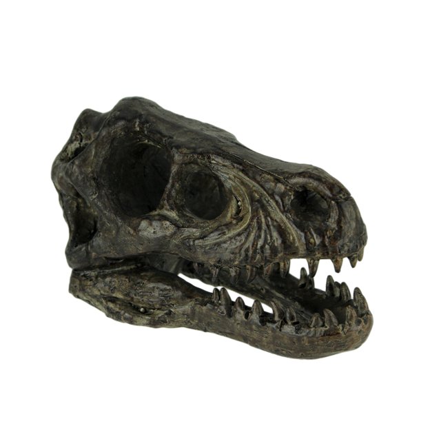 Velociraptor Dinosaur Head Fossil Statue Small 6.25 Inches Long