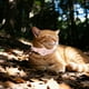 thumbnail image 4 of Collar GPS rastreador para gatos, localizador de mascotas Android, resistente al agua, sin cuota mensual, solución de rastreo avanzada, collar inteligente para la seguridad de las mascotas, compatible, 4 of 5