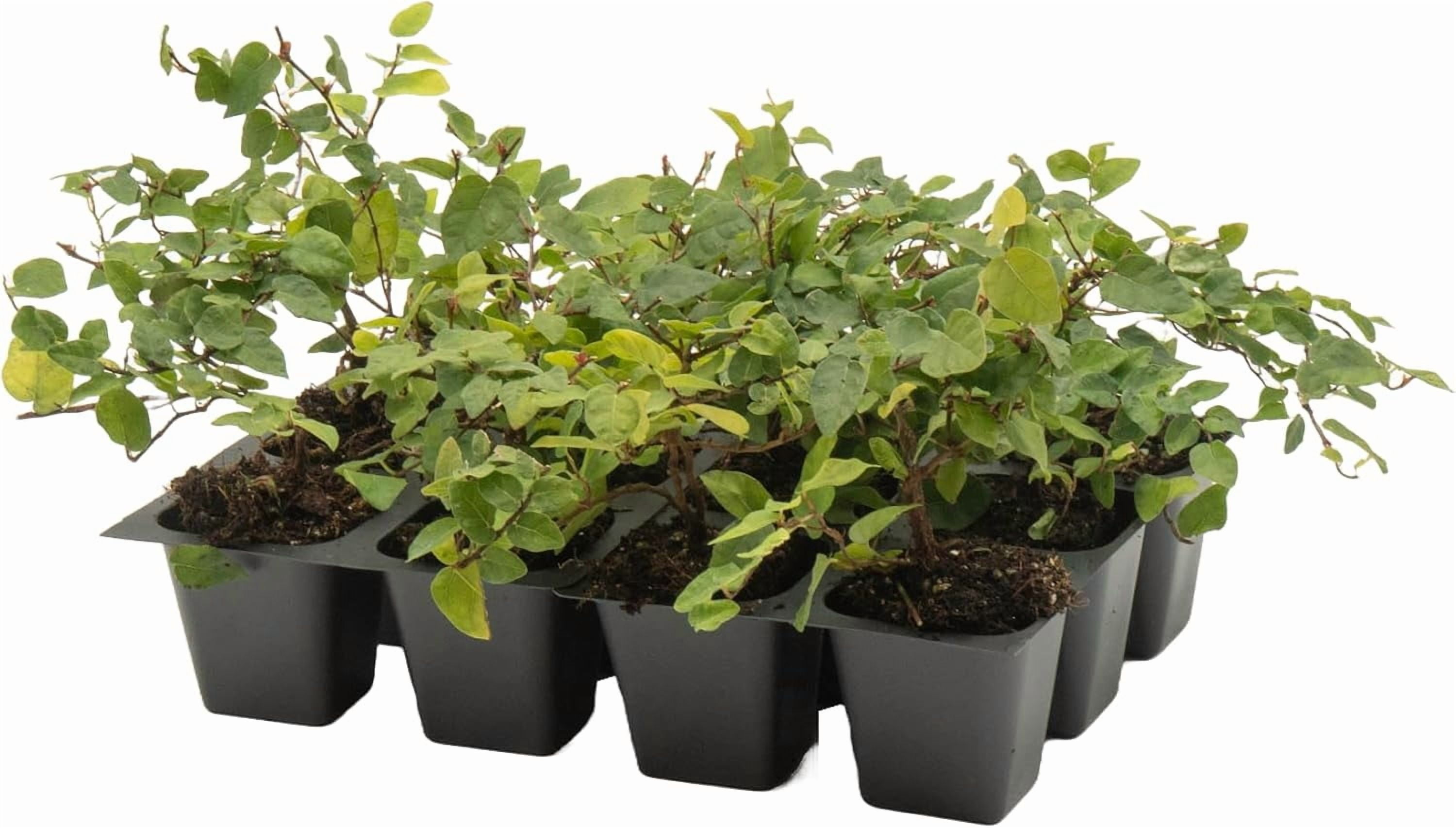 12 Ficus Repens Creeping Fig Live Plants – Starter Vines in 2.5” Nursery Cubes for Fast Coverage, Living Walls, Topiaries & Indoor/Outdoor Landscaping
