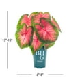 thumbnail image 3 of Better Homes & Gardens 1.5PT Pink Caladium Live Annual Plant Sun, 3 of 7
