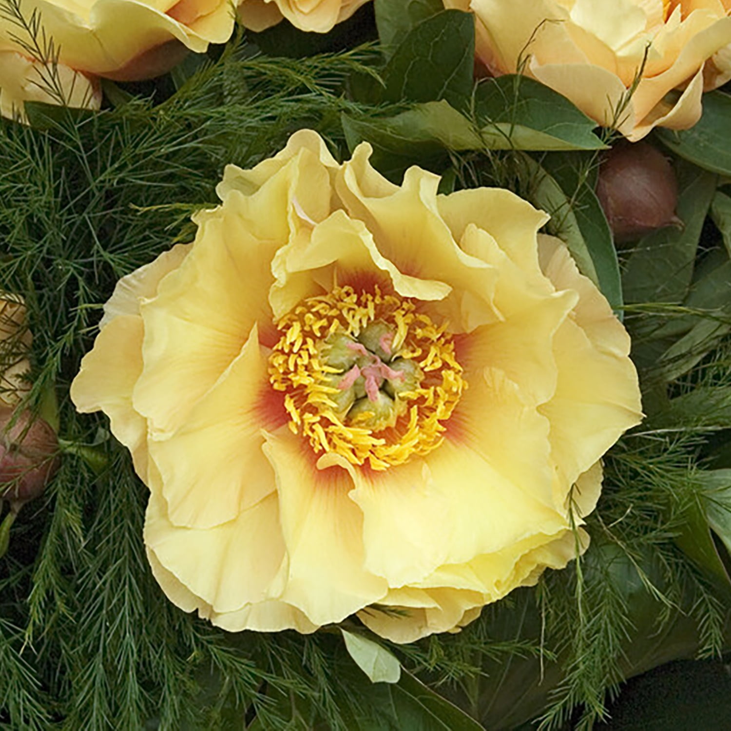 ✳︎peony✳︎ 60379_grande.webp?v=1744307947