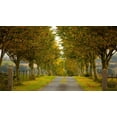 thumbnail image 2 of Goncalves, Adelino 24x15 White Modern Wood Framed Museum Art Print Titled - Colors of Autumn, 2 of 4