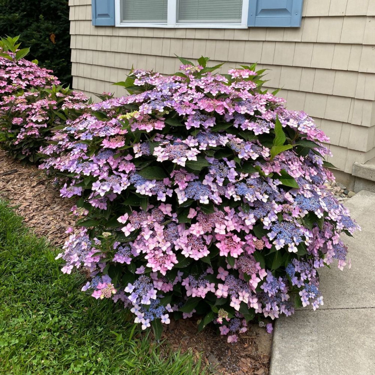 Proven Winners ColorChoice 6" Multicolor Let's Dance Can Do! Reblooming Hydrangea Live Plant in 7.5" Pot