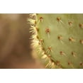 thumbnail image 2 of Millet, Karyn 24x17 White Modern Wood Framed Museum Art Print Titled - Cactus II, 2 of 4